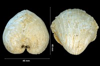 Cardium burdigalensis